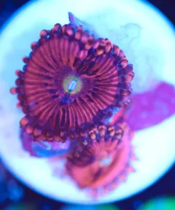 Wysiwyg Pink Zoanthid Frag x2 [F132]