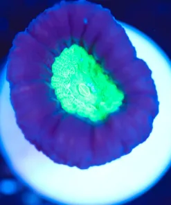 Wysiwyg Purple trumpet coral [F133]