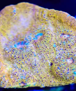 Wysiwyg Orange Chalice Frag [F134]