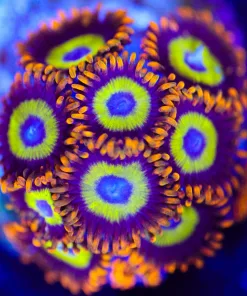 Wysiwyg Fruit Loop Zoa Frag [F135]
