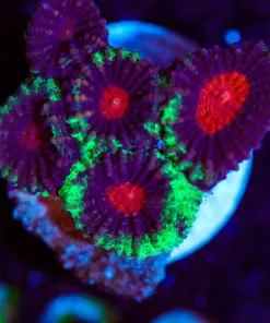 Wysiwyg Tiny Favia Frag [F136]