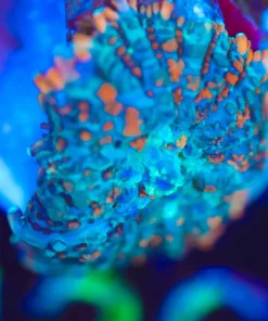 Wysiwyg Unique Mushroom Frag [F136]