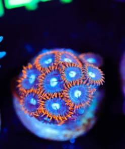 Wysiwyg Zoa Frag [F137]