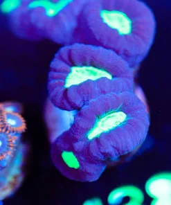 Wysiwyg Massive trumpet frag [F138]