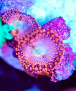 Wysiwyg Zoanthid Frag [F139]