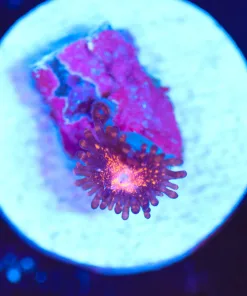 Wysiwyg Tiny mystery zoa frag [F139]