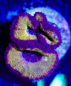 Wysiwyg Purple Gold Acan [F14]
