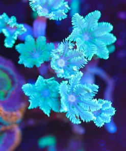 Wysiwyg XL Clove Polyp Frag Unique Color [F14]