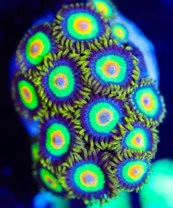 Wysiwyg Rasta Zoanthid Too Many Heads To Count [F140]