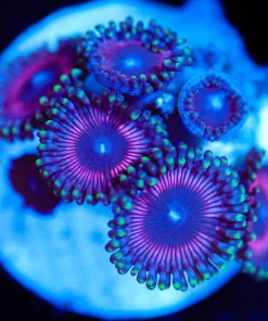 Wysiwyg Pink Zoa Frag [F140]