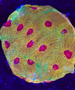 Wysiwyg Favia Frag [F141] *Free Shipping ! Minimum $249 livestock spend*