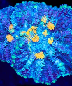 Wysiwyg Crazy Mushroom Coral [F142]