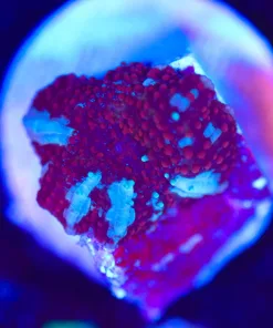 Wysiwyg Small Mushroom Frag [F142]