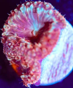 Wysiwyg Small Blastomussa Frag [F143]
