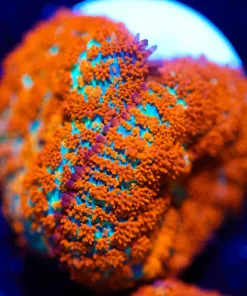 Wysiwyg Forest Fire Mushroom Frag [F144]