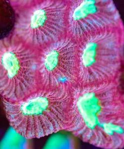 Wysiwyg Huge Favia Frag [F144]