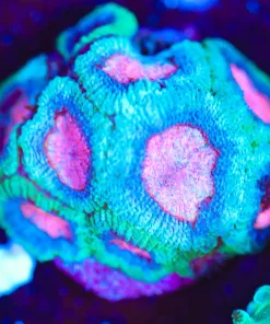 Wysiwyg Cotton Candy Micromussa [F145]