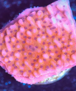 Wysiwyg Orange Monticap [F146]