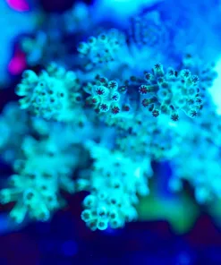 Wysiwyg Huge Green Leather Frag [F146]