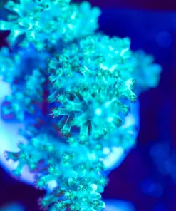 Wysiwyg Huge Green Leather Frag [F147]