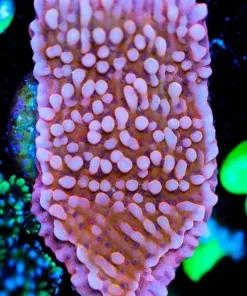 Wysiwyg Orange Montipora Frag [F148]