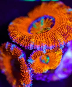 Wysiwyg Rainbow Mouth Acan Frag [F15]