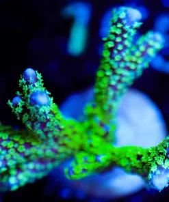 Wysiwyg Montipora Stellata Large Frag [F150]