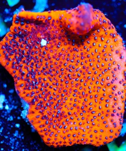 Wysiwyg Huge Mystic Sunset Montipora Frag [F151] *Free Shipping ! Minimum $249 livestock spend*