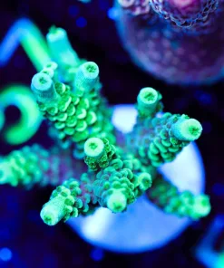Wysiwyg Tenuis Acropora Frag [F152]