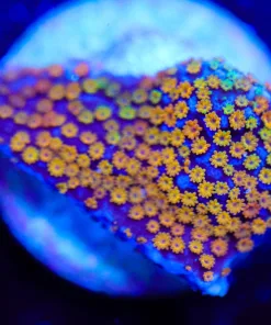 Wysiwyg Reverse Rainbow Montipora [F154]