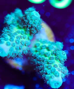 Wysiwyg Acropora Frag [F154]