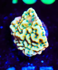 Wysiwyg Kung Pow Montipora [F155]