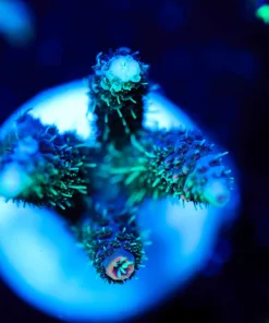 Wysiwyg Acropora Millepora Frag [F156]