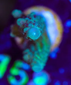 Wysiwyg Teal Acropora Humilis [F158]