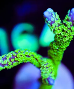 Wysiwyg Montipora Stellata Large Frag [F159]