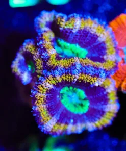 Wysiwyg Golden Hulk Acan [F16]