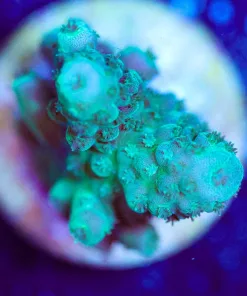 Wysiwyg Teal Acropora Humilis [F160]