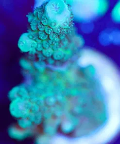 Wysiwyg Teal Acropora Humilis [F162]
