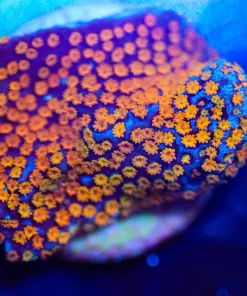 Wysiwyg Reverse Rainbow Montipora [F165]