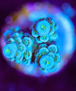 Wysiwyg Blue Tenuis Acropora [F168]