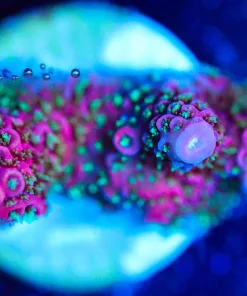 Wysiwyg Millepora Frag [F171]