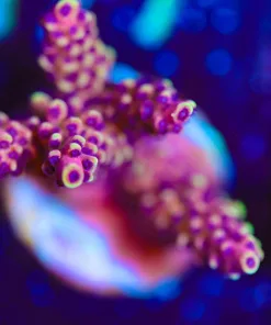 Wysiwyg Reef Raft Pink Cadillac [F172] *Free Shipping ! Minimum $249 livestock spend*