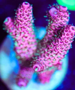 Wysiwyg Millepora Frag [F173]