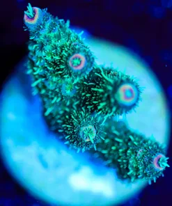 Wysiwyg Millepora Frag [F175]