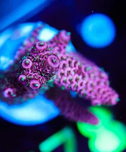 Wysiwyg Pink Sunset Millepora Frag [F178]