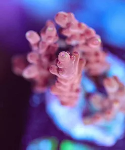 Wysiwyg Red Polyp Acropora Frag [F178]