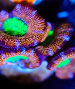 Wysiwyg Green Mouth Fairy Acan [F18]