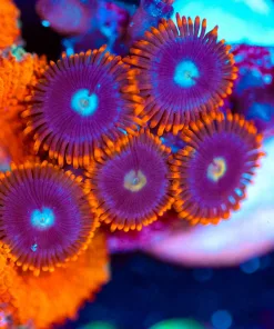 Wysiwyg Small Zoa Frag [F18]