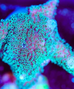Wysiwyg Stylophora Sump Frag [F180]