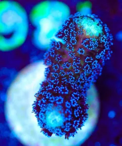 Wysiwyg Purple Stylophora [F185]